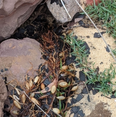 Asperococcus bullosus at Merimbula, NSW - 17 Jul 2020 by SapphireCoastMarineDiscoveryCentre