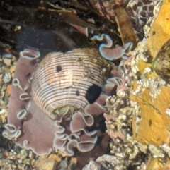 Hydatina physis (Brown-line Paperbubble) at Eden, NSW - 15 Apr 2020 by SapphireCoastMarineDiscoveryCentre