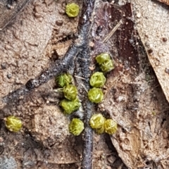 Fossombronia sp. (genus) at O'Connor, ACT - 13 Aug 2020