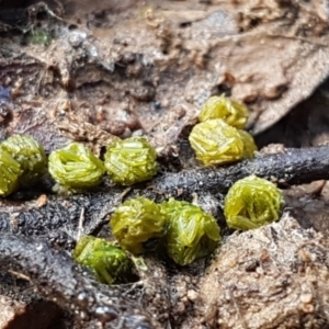 Fossombronia sp. (genus) at O'Connor, ACT - 13 Aug 2020