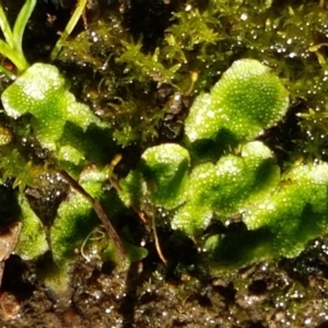 Asterella drummondii at O'Connor, ACT - 13 Aug 2020