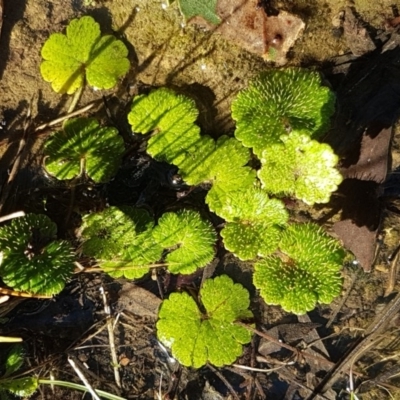 Hydrocotyle laxiflora (Stinking Pennywort) at O'Connor, ACT - 13 Aug 2020 by tpreston