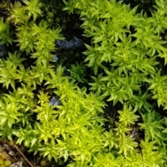 Barbula sp. at O'Connor, ACT - 13 Aug 2020