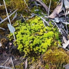 Barbula sp. at O'Connor, ACT - 13 Aug 2020