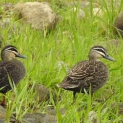 Anas superciliosa (Pacific Black Duck) at West Wodonga, VIC - 13 Aug 2020 by Michelleco