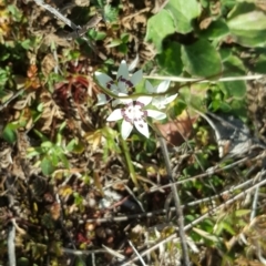 Wurmbea dioica subsp. dioica (Early Nancy) at Jerrabomberra, ACT - 12 Aug 2020 by Mike