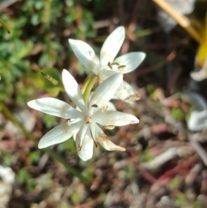 Wurmbea dioica subsp. dioica at Jerrabomberra, ACT - 12 Aug 2020