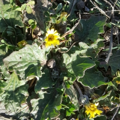 Cymbonotus sp. (preissianus or lawsonianus) (Bears Ears) at Isaacs Ridge and Nearby - 12 Aug 2020 by Mike