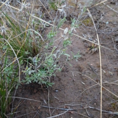 Vittadinia gracilis (New Holland Daisy) at Franklin, ACT - 1 Aug 2020 by AndyRussell