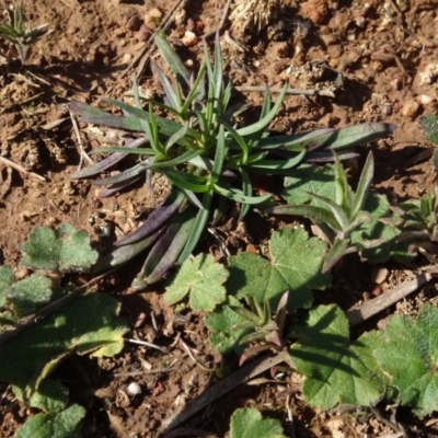 Petrorhagia nanteuilii (Proliferous Pink, Childling Pink) at Mulanggari Grasslands - 1 Aug 2020 by AndyRussell