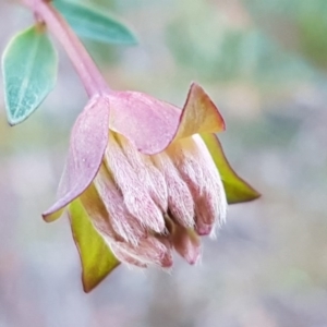 Pimelea linifolia subsp. linifolia at O'Connor, ACT - 13 Aug 2020