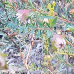 Pimelea linifolia subsp. linifolia at O'Connor, ACT - 13 Aug 2020