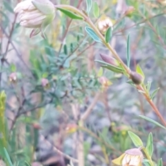 Pimelea linifolia subsp. linifolia at O'Connor, ACT - 13 Aug 2020 04:16 PM