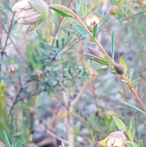 Pimelea linifolia subsp. linifolia at O'Connor, ACT - 13 Aug 2020 04:16 PM