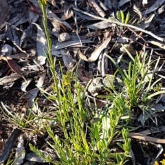 Pimelea curviflora at Bruce, ACT - 13 Aug 2020