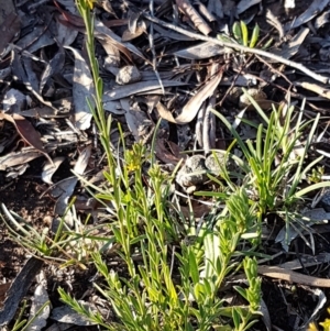 Pimelea curviflora at Bruce, ACT - 13 Aug 2020