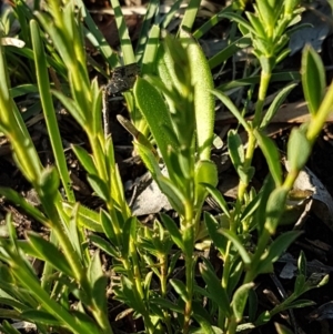 Pimelea curviflora at Bruce, ACT - 13 Aug 2020