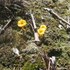 Lichenomphalia chromacea (Yellow Navel) at Mount Painter - 13 Aug 2020 by dwise