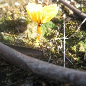 Lichenomphalia chromacea at Cook, ACT - 13 Aug 2020