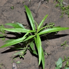 Myoporum bateae at Bamarang, NSW - 12 Aug 2020 by plants