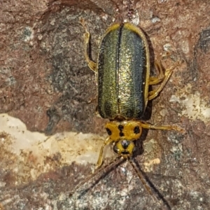 Xanthogaleruca luteola at Tuggeranong DC, ACT - 13 Aug 2020