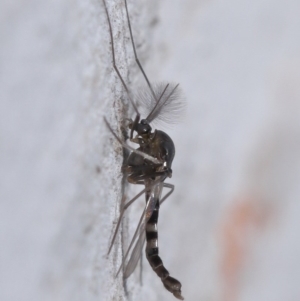 Chironomidae (family) at Downer, ACT - 11 Aug 2020 11:34 AM