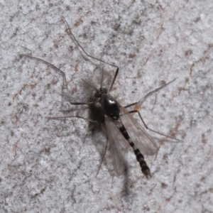 Chironomidae (family) at Downer, ACT - 11 Aug 2020