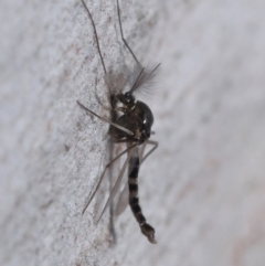 Chironomidae (family) at Downer, ACT - 11 Aug 2020 11:34 AM