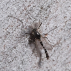 Chironomidae (family) at Downer, ACT - 11 Aug 2020 11:34 AM