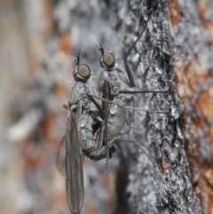 Empididae sp. (family) (Dance fly) at Downer, ACT - 6 Aug 2020 by TimL