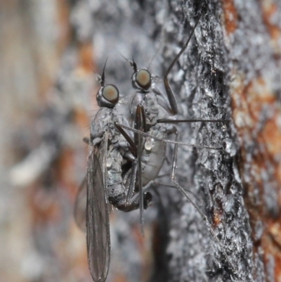 Empididae sp. (family) (Dance fly) at Downer, ACT - 6 Aug 2020 by TimL