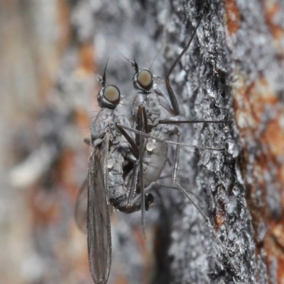 Empididae (family) (Dance fly) at Downer, ACT - 6 Aug 2020 by TimL