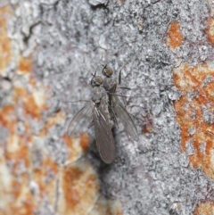 Empididae sp. (family) at Downer, ACT - 6 Aug 2020