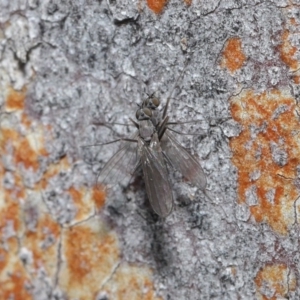 Empididae sp. (family) at Downer, ACT - 6 Aug 2020