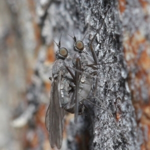 Empididae sp. (family) at Downer, ACT - 6 Aug 2020