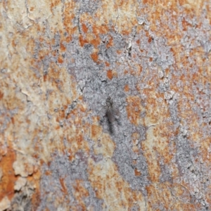 Empididae sp. (family) at Downer, ACT - 6 Aug 2020