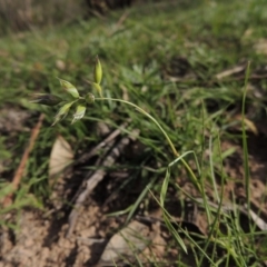 Rytidosperma carphoides (Short Wallaby Grass) at Conder, ACT - 18 Mar 2020 by MichaelBedingfield