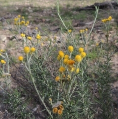 Chrysocephalum semipapposum (Clustered Everlasting) at Conder, ACT - 18 Mar 2020 by michaelb
