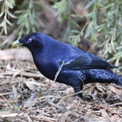 Ptilonorhynchus violaceus (Satin Bowerbird) at Acton, ACT - 13 Aug 2020 by jb2602