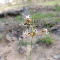 Fimbristylis dichotoma (A Sedge) at Conder, ACT - 18 Mar 2020 by michaelb