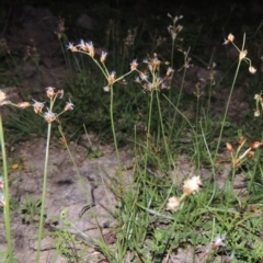 Fimbristylis dichotoma (A Sedge) at Conder, ACT - 18 Mar 2020 by MichaelBedingfield