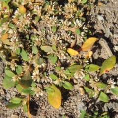 Alternanthera sp. A Flora of NSW (M. Gray 5187) J. Palmer at Tuggeranong Hill - 18 Mar 2020 by michaelb