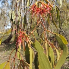 Amyema miquelii (Box Mistletoe) at Conder, ACT - 18 Mar 2020 by michaelb