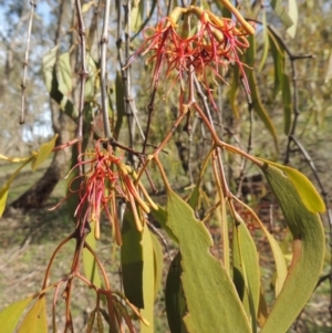 Amyema miquelii at Conder, ACT - 18 Mar 2020