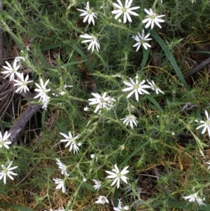 Stellaria pungens at Majura, ACT - 12 Aug 2020 04:47 PM