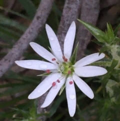 Stellaria pungens at Majura, ACT - 12 Aug 2020