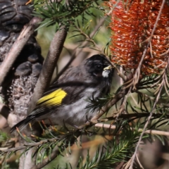 Phylidonyris novaehollandiae (New Holland Honeyeater) at Acton, ACT - 13 Aug 2020 by jbromilow50