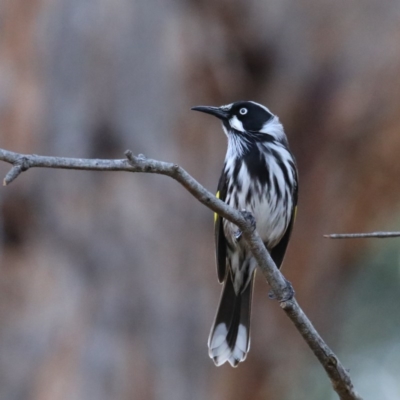 Phylidonyris novaehollandiae (New Holland Honeyeater) at ANBG - 13 Aug 2020 by jbromilow50