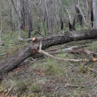 Eucalyptus macrorhyncha (Red Stringybark) at Acton, ACT - 14 Aug 2020 by ConBoekel