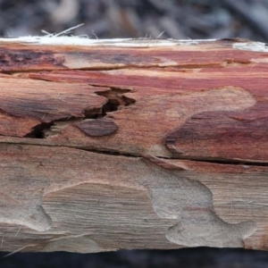 Eucalyptus macrorhyncha at Acton, ACT - 14 Aug 2020